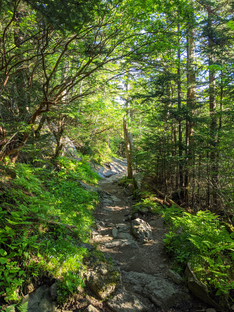 Trail to Andrews Bald