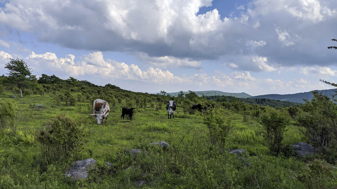 Texas Longhorn cattle grazing