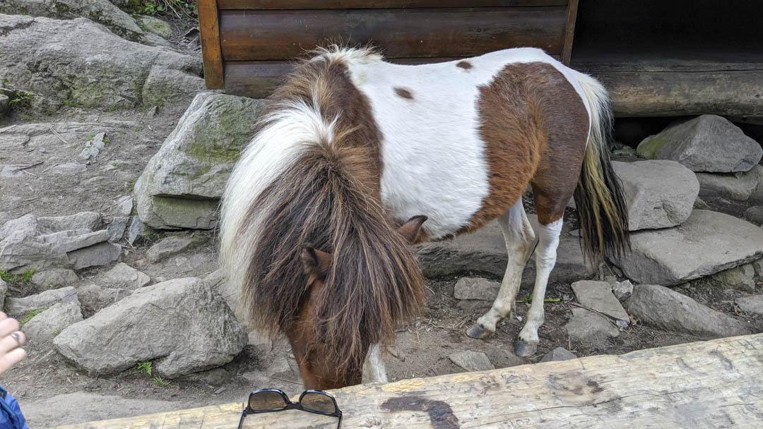 Pony at Thomas Knob Shelter licking sweat from picnic table bench