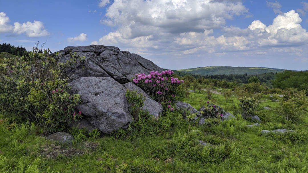 Random lonely rock with azalea