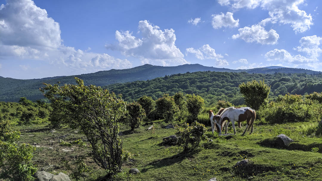 Ponies with a view