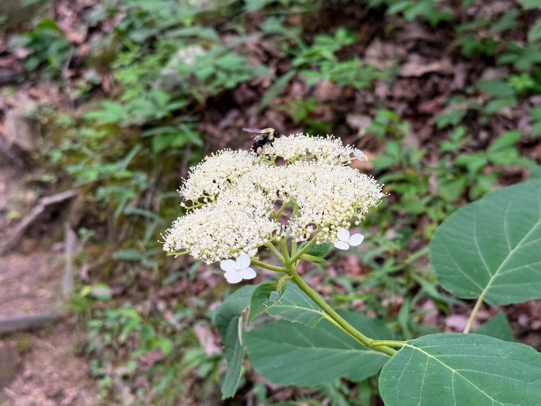 Smooth hydrangea in bloom along the Cumberland Trail with a bumblebee
