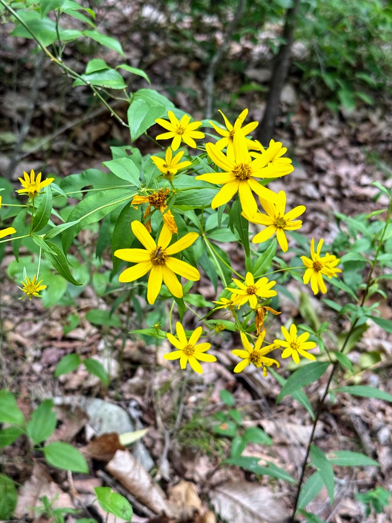 Woodland sunflower in bloom along the Cumberland Trail